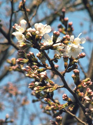 2008初桜.JPG