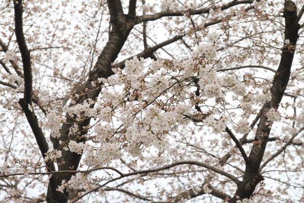 Sakura2013_03_20_n02.jpg