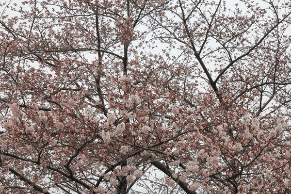 Sakura2016_0330_01.JPG